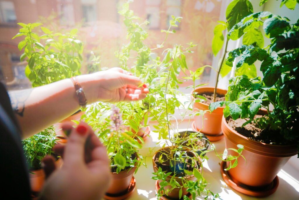 Käsi kasveja hoitamassa.