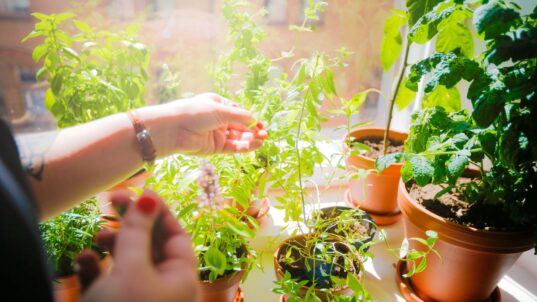 Käsi kasveja hoitamassa.