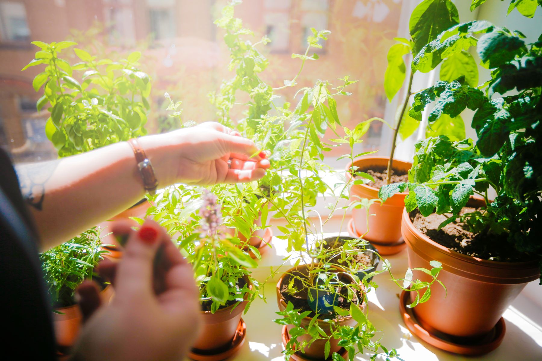 Käsi kasveja hoitamassa.